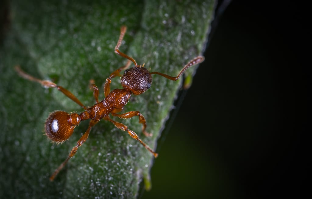 Uncovering the Spiritual Meaning of Seeing Ants in Your House
