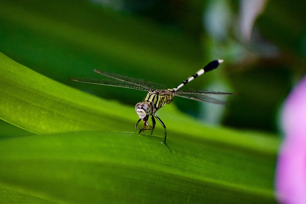 Decoding the Mosquito Hawk Spiritual Meaning Insights & Perspectives