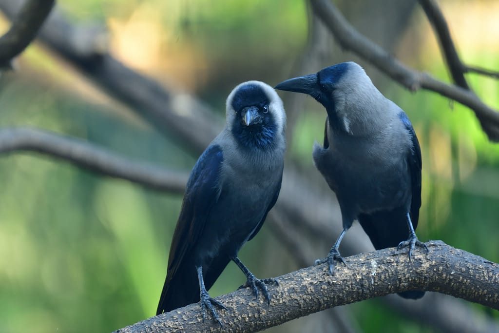 unraveling-the-phrase-what-does-eat-crow-mean-piety-resources