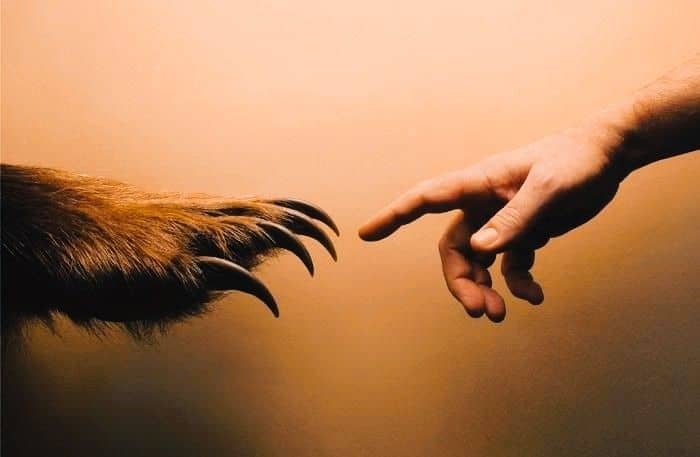 Bear Claw Spiritual Meaning