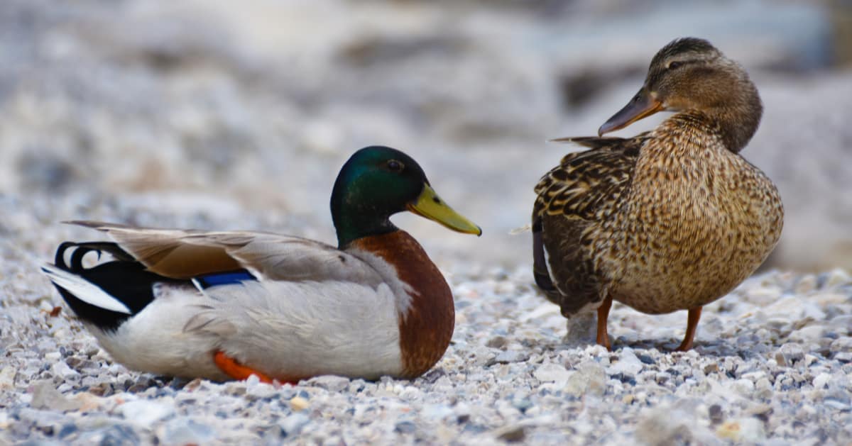 Why Ducks Bob Their Heads Unlocking Spiritual Secrets & Symbolisms